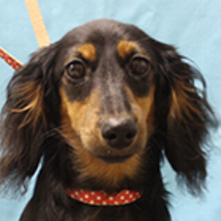 カニンヘンダックスフンドの男の子です。