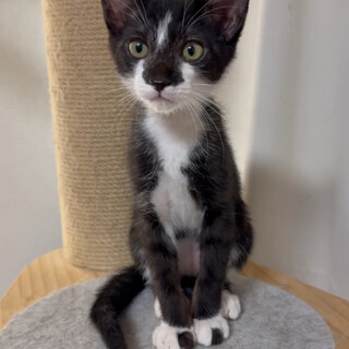 捕獲器で産まれ、お外を知らない子で慣れなれです。