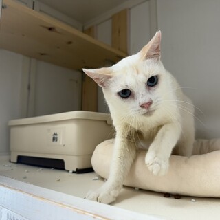 人馴れ訓練中の笹かま猫コムタン君♂