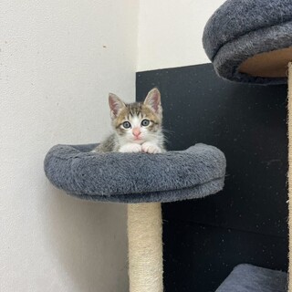 甘えん坊な生後1ヶ月のメロンくん