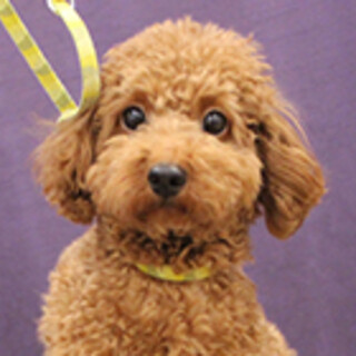 トイプードルの女の子です。