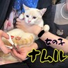 人馴れ訓練中お目目ぱっちり笹かま猫のナムルちゃん♀ サムネイル2