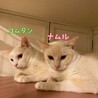 人馴れ訓練中お目目ぱっちり笹かま猫のナムルちゃん♀ サムネイル3
