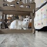 人馴れ訓練中お目目ぱっちり笹かま猫のナムルちゃん♀ サムネイル4