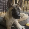 シェパード風のお顔で性格はとっても穏やか優しい子！ サムネイル5