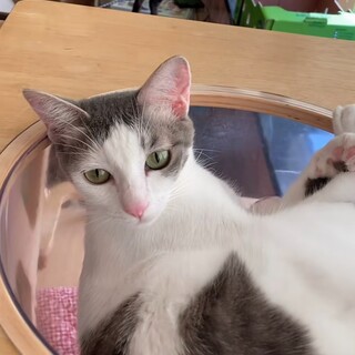 よつばチャン♀