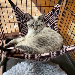 in岡崎市☆子猫がいっぱい☆猫達を暖かいオウチに迎えよう2025年8月30日（土）～ちーむにゃいんず サムネイル2