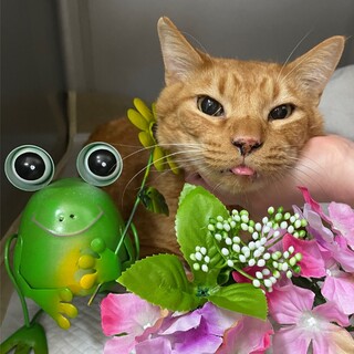 里親募集しています。