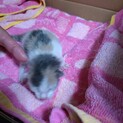 生まれたての赤ちゃん猫（メス・白三毛）