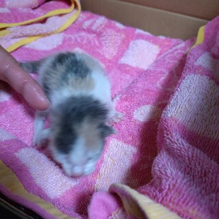 生まれたての赤ちゃん猫（メス・白三毛）