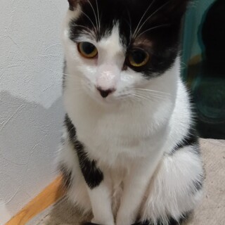 大きなおめめのハチワレさん、はっちゃん