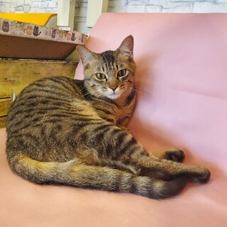 人間が大〜好きで甘えん坊のみすじ君♂