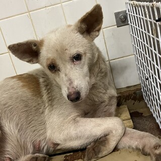 殺処分対象❗️収容期限9/1迄❗️延長なし