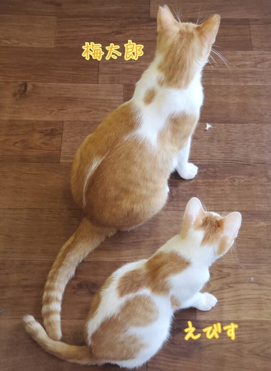 元気いっぱい人間大好きえびす♂」東京都 - 猫の里親募集(524053