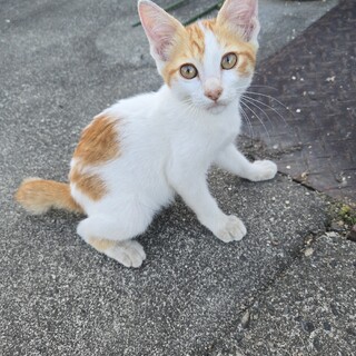 3ヶ月ぐらいのオス猫ちゃん