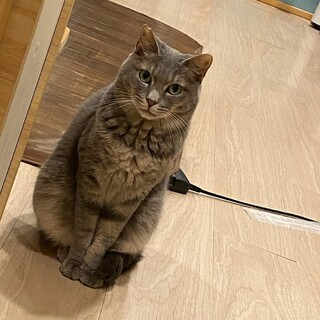 人馴れ訓練中の美人猫・蘭子さん♀