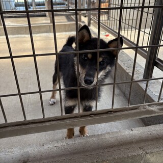 可愛い黒柴の男の子