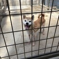 可愛い柴犬の女の子