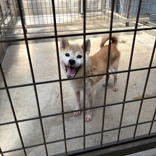 可愛い柴犬の女の子