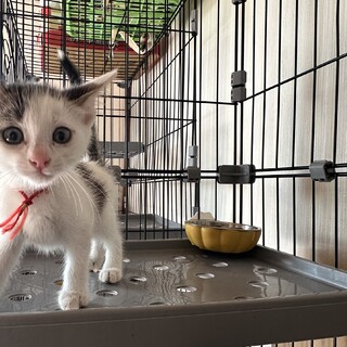 とっても甘えん坊な白キジちゃん