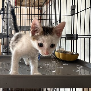 とっても人が大好きな白キジの男の子です　2ヶ月