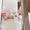 ぽぬす