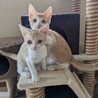 クリーム色のお顔が可愛いみるくちゃん サムネイル2