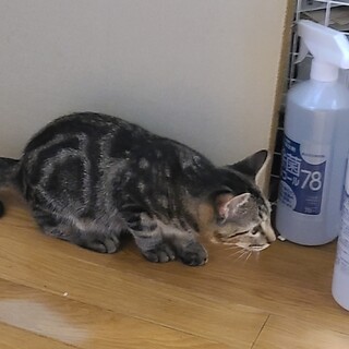 アメショー柄の甘えん坊な元気な子猫里親決まりました