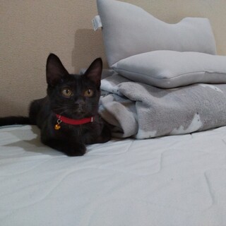 甘えん坊の子猫くん