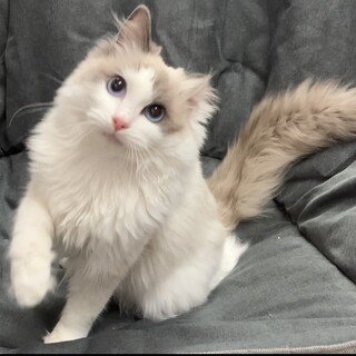 甘えん坊で明るい性格の男の子です★