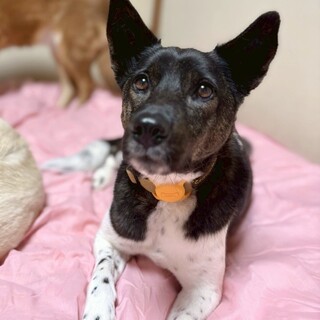 お散歩が大好き 穏やかで可愛い 牛柄 くぅちゃん