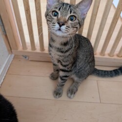 ねこの譲渡会 in守山生涯学習センター サムネイル2