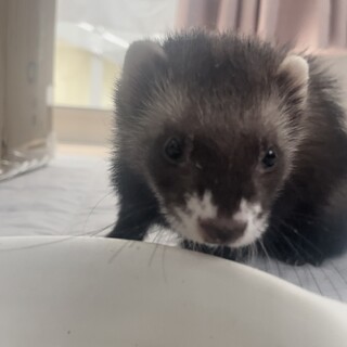 マーシャルフェレット 女の子 ブラックセーブル