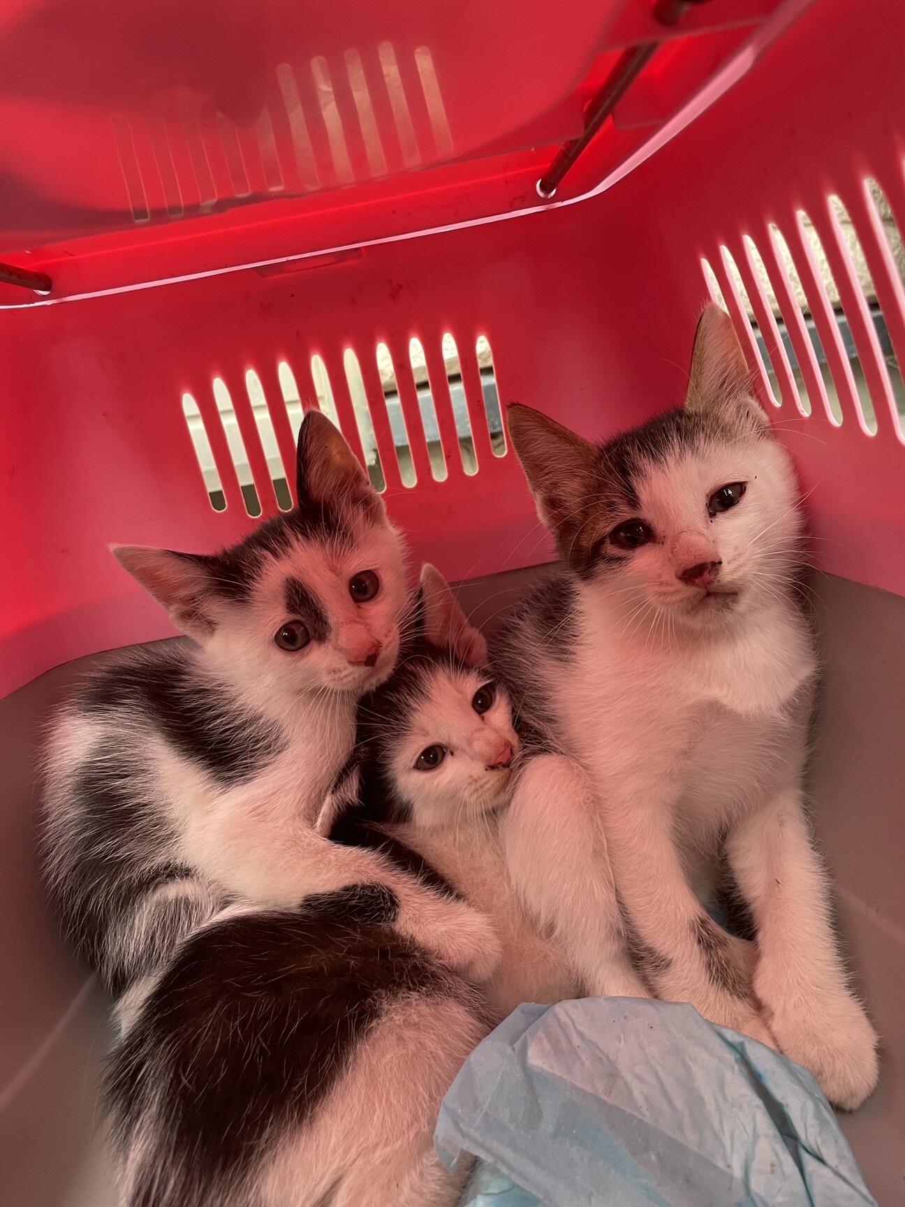 まだ小さいふわふわの子猫です」群馬県 - 猫の里親募集(523317