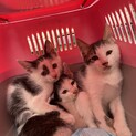 まだ小さいふわふわの子猫です