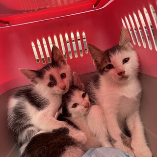 まだ小さいふわふわの子猫です