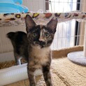 3ヶ月さび猫おっとりガール