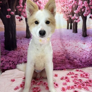 2歳 男の子 ヤンチャなボーダーコリー