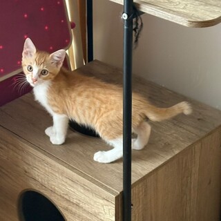 人懐こい、暴れん坊甘えん坊将軍の力斗君