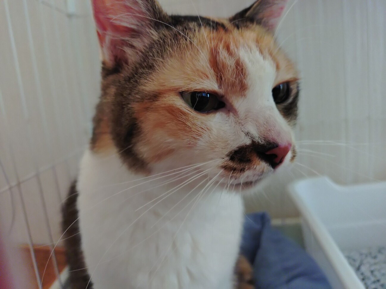 シッポくる～ん♡三毛猫 」東京都 - 猫の里親募集(524086