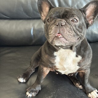 フレブル4歳女の子です