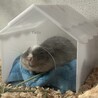 ぽん、ぽん