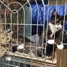アメショー柄の甘えん坊な元気な子猫里親決まりました サムネイル4