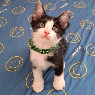 ハチワレくん(生後約2ヶ月)