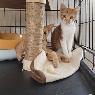 可愛い茶白の男の子