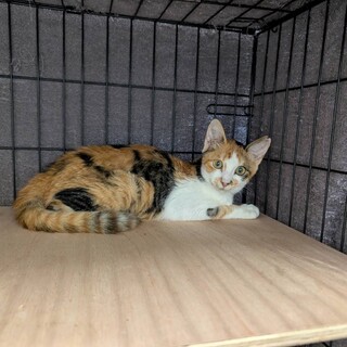 人が大好きな三毛猫さん