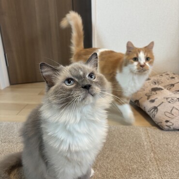 サマーカットしました