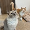 サマーカットしました