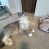 腰のあたりに深い毛玉があったので、ここだけ不揃いです