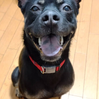 ハチくんの家族募集中！愛知県岡崎市